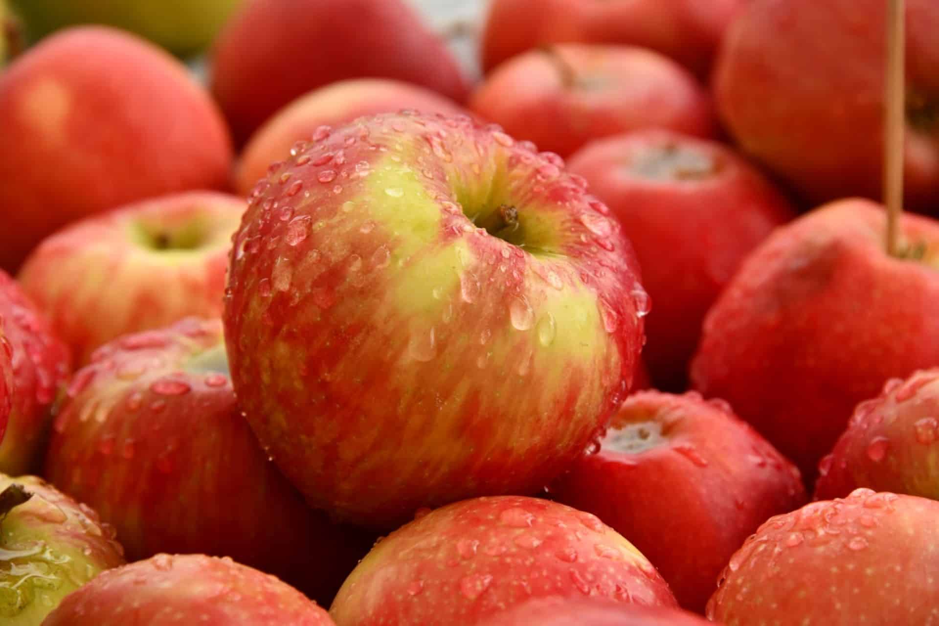 apple-picking-in-mid-coast-maine